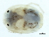  ( - CNC-IMS090103.063)  @13 [ ] CreativeCommons - Attribution (2010) CBG Photography Group Centre for Biodiversity Genomics