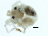  (Piona sp09103B - CNC-IMS090103.064)  @14 [ ] CreativeCommons - Attribution (2010) CBG Photography Group Centre for Biodiversity Genomics