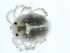  (Forelia - CNC-IMS090103.073)  @14 [ ] CreativeCommons - Attribution (2010) CBG Photography Group Centre for Biodiversity Genomics