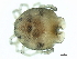  (Arrenurus sp09103A - CNC-IMS090103.089)  @14 [ ] CreativeCommons - Attribution (2010) CBG Photography Group Centre for Biodiversity Genomics