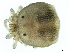  ( - CNC-IMS090103.091)  @13 [ ] CreativeCommons - Attribution (2010) CBG Photography Group Centre for Biodiversity Genomics