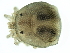  ( - CNC-IMS090103.092)  @13 [ ] CreativeCommons - Attribution (2010) CBG Photography Group Centre for Biodiversity Genomics
