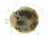 (Hygrobates sp09104A - CNC-IMS090104.009)  @13 [ ] CreativeCommons - Attribution (2010) CBG Photography Group Centre for Biodiversity Genomics