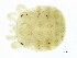  (Panisus sp09106A - CNC-IMS090106.004)  @11 [ ] CreativeCommons - Attribution (2010) CBG Photography Group Centre for Biodiversity Genomics