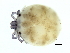  (Sperchon sp090126A - CNC-IMS090126.006)  @14 [ ] CreativeCommons - Attribution (2010) CBG Photography Group Centre for Biodiversity Genomics