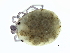  (Sperchon sp090126A - CNC-IMS090126.010)  @14 [ ] CreativeCommons - Attribution (2010) CBG Photography Group Centre for Biodiversity Genomics