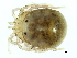  ( - CNC-IMS090126.026)  @13 [ ] CreativeCommons - Attribution (2010) CBG Photography Group Centre for Biodiversity Genomics