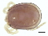 (Anisitsiellidae - CNC-IMS090126.041)  @14 [ ] CreativeCommons - Attribution (2010) CBG Photography Group Centre for Biodiversity Genomics