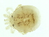  (Utaxatax - CNC-IMS090126.042)  @13 [ ] CreativeCommons - Attribution (2010) CBG Photography Group Centre for Biodiversity Genomics