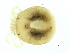  (Nudomideopsidae - CNC-IMS090126.053)  @14 [ ] CreativeCommons - Attribution (2010) CBG Photography Group Centre for Biodiversity Genomics