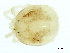  ( - CNC-IMS090126.060)  @14 [ ] CreativeCommons - Attribution (2010) CBG Photography Group Centre for Biodiversity Genomics