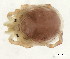  (Torrenticola sp0993A - CNC-IMS090093.071)  @14 [ ] CreativeCommons - Attribution (2010) CBG Photography Group Centre for Biodiversity Genomics