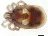  ( - CNC-IMS090094.050)  @12 [ ] CreativeCommons - Attribution (2010) CBG Photography Group Centre for Biodiversity Genomics