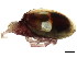  (Torrenticola sp0995B - CNC-IMS090095.027)  @14 [ ] CreativeCommons - Attribution (2010) CBG Photography Group Centre for Biodiversity Genomics