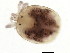  (Ljania sp0995A - CNC-IMS090095.046)  @11 [ ] CreativeCommons - Attribution (2010) CBG Photography Group Centre for Biodiversity Genomics