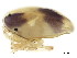  ( - CNC-IMS090095.051)  @13 [ ] CreativeCommons - Attribution (2010) CBG Photography Group Centre for Biodiversity Genomics