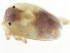  ( - CNC-IMS090095.052)  @12 [ ] CreativeCommons - Attribution (2010) CBG Photography Group Centre for Biodiversity Genomics