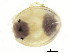  (Axonopsis sp0995A - CNC-IMS090095.055)  @11 [ ] CreativeCommons - Attribution (2010) CBG Photography Group Centre for Biodiversity Genomics
