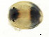  ( - CNC-IMS090095.058)  @11 [ ] CreativeCommons - Attribution (2010) CBG Photography Group Centre for Biodiversity Genomics