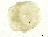  (Uchidastygacarus sp0995A - CNC-IMS090095.081)  @13 [ ] CreativeCommons - Attribution (2010) CBG Photography Group Centre for Biodiversity Genomics