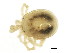  (Neoacaridae - CNC-IMS090095.097)  @15 [ ] CreativeCommons - Attribution (2010) CBG Photography Group Centre for Biodiversity Genomics
