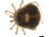  (Neotiphys sp0996A - CNC-IMS090096.014)  @13 [ ] CreativeCommons - Attribution (2010) CBG Photography Group Centre for Biodiversity Genomics