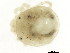  (Chelohydracarus sp0996A - CNC-IMS090096.019)  @11 [ ] CreativeCommons - Attribution (2010) CBG Photography Group Centre for Biodiversity Genomics