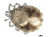  (Sperchon sp0997A - CNC-IMS090097.006)  @11 [ ] CreativeCommons - Attribution (2010) CBG Photography Group Centre for Biodiversity Genomics