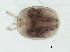  (Ljania sp0997A - CNC-IMS090097.035)  @14 [ ] CreativeCommons - Attribution (2010) CBG Photography Group Centre for Biodiversity Genomics
