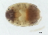 (Woolastookia sp0997A - CNC-IMS090097.040)  @14 [ ] CreativeCommons - Attribution (2010) CBG Photography Group Centre for Biodiversity Genomics