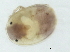  (Brachypoda sp0997A - CNC-IMS090097.043)  @13 [ ] CreativeCommons - Attribution (2010) CBG Photography Group Centre for Biodiversity Genomics