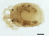  (Stygomomonia sp0997B - CNC-IMS090097.060)  @14 [ ] CreativeCommons - Attribution (2010) CBG Photography Group Centre for Biodiversity Genomics