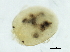  ( - CNC-IMS090097.063)  @11 [ ] CreativeCommons - Attribution (2010) CBG Photography Group Centre for Biodiversity Genomics