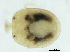  (Uchidastygacarus sp0997A - CNC-IMS090097.065)  @14 [ ] CreativeCommons - Attribution (2010) CBG Photography Group Centre for Biodiversity Genomics