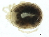  (Neoacarus sp0997B - CNC-IMS090097.067)  @11 [ ] CreativeCommons - Attribution (2010) CBG Photography Group Centre for Biodiversity Genomics