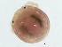  (Chelohydracarus sp0997A - CNC-IMS090097.070)  @14 [ ] CreativeCommons - Attribution (2010) CBG Photography Group Centre for Biodiversity Genomics