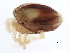  (Mideopsis sp0997A - CNC-IMS090097.073)  @14 [ ] CreativeCommons - Attribution (2010) CBG Photography Group Centre for Biodiversity Genomics