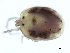  (Ljania sp0999A - CNC-IMS090099.036)  @11 [ ] CreativeCommons - Attribution (2010) CBG Photography Group Centre for Biodiversity Genomics