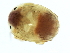  (Woolastookia sp0999A - CNC-IMS090099.038)  @14 [ ] CreativeCommons - Attribution (2010) CBG Photography Group Centre for Biodiversity Genomics