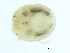  (Uchidastygacarus sp0999A - CNC-IMS090099.057)  @13 [ ] CreativeCommons - Attribution (2010) CBG Photography Group Centre for Biodiversity Genomics