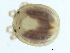  (Mideopsis sp0999A - CNC-IMS090099.062)  @14 [ ] CreativeCommons - Attribution (2010) CBG Photography Group Centre for Biodiversity Genomics