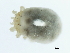  (Tartarothyadinae - CNC-IMS090100.001)  @13 [ ] CreativeCommons - Attribution (2010) CBG Photography Group Centre for Biodiversity Genomics