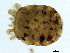  (Panisus sp09100A - CNC-IMS090100.005)  @11 [ ] CreativeCommons - Attribution (2010) CBG Photography Group Centre for Biodiversity Genomics