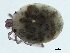  (Sperchon sp09100A - CNC-IMS090100.011)  @14 [ ] CreativeCommons - Attribution (2010) CBG Photography Group Centre for Biodiversity Genomics
