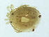  ( - CNC-IMS090100.034)  @13 [ ] CreativeCommons - Attribution (2010) CBG Photography Group Centre for Biodiversity Genomics