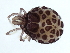  (Sperchon sp09101A - CNC-IMS090101.004)  @13 [ ] CreativeCommons - Attribution (2010) CBG Photography Group Centre for Biodiversity Genomics