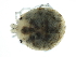  (Sperchon sp09101B - CNC-IMS090101.005)  @14 [ ] CreativeCommons - Attribution (2010) CBG Photography Group Centre for Biodiversity Genomics