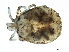  (Sperchon sp09101C - CNC-IMS090101.006)  @14 [ ] CreativeCommons - Attribution (2010) CBG Photography Group Centre for Biodiversity Genomics
