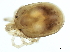  (Torrenticola sp09101C - CNC-IMS090101.022)  @14 [ ] CreativeCommons - Attribution (2010) CBG Photography Group Centre for Biodiversity Genomics