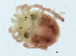  (Aturinae - CNC-IMS090101.052)  @14 [ ] CreativeCommons - Attribution (2010) CBG Photography Group Centre for Biodiversity Genomics
